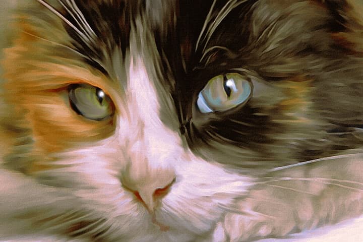 Cat portrait painting close up